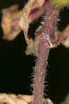 Common catchfly